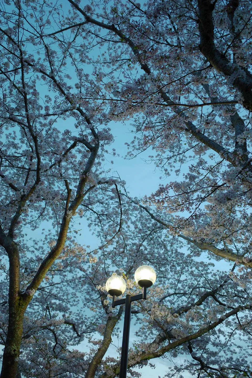 木々、空、水辺、街の遠景などを写した風景写真
