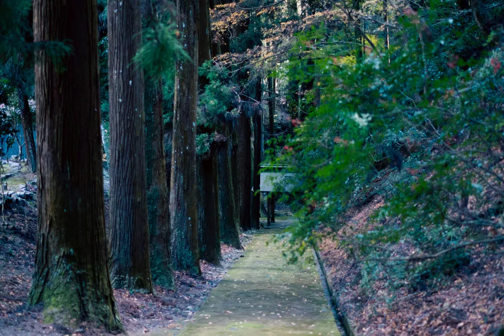 木々、空、水辺、街の遠景などを写した風景写真