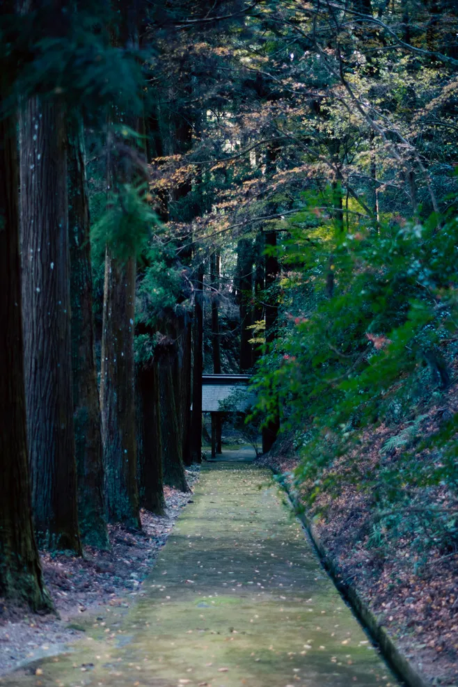 木々、空、水辺、街の遠景などを写した風景写真