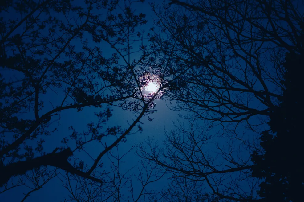 木々、空、水辺、街の遠景などを写した風景写真