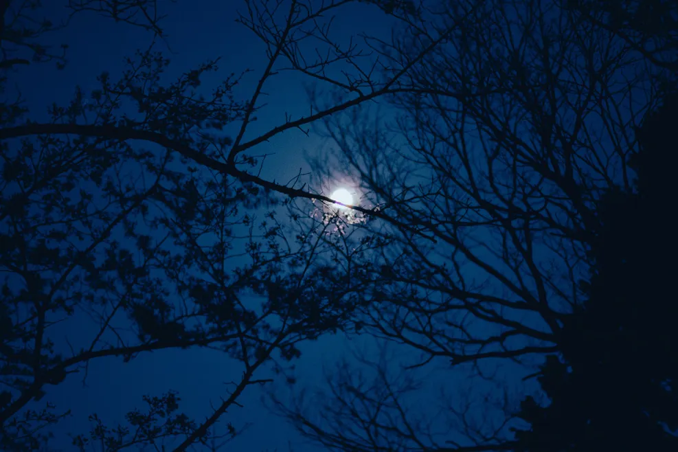 木々、空、水辺、街の遠景などを写した風景写真