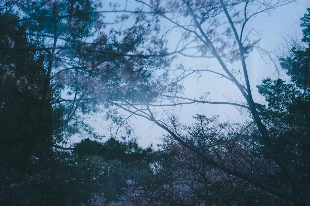 木々、空、水辺、街の遠景などを写した風景写真