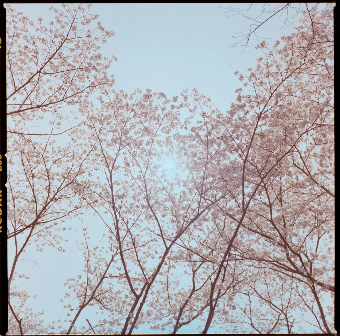 淡い空を背景に、桜の細い枝が広がっている写真