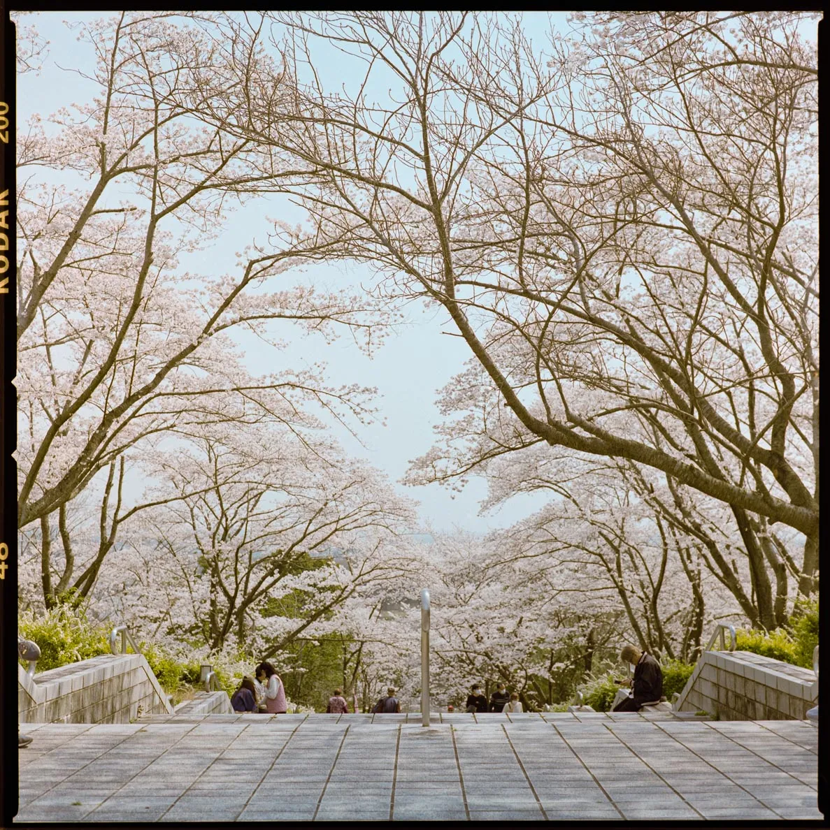 春の公園で、木々の間に道と人影が見えている写真