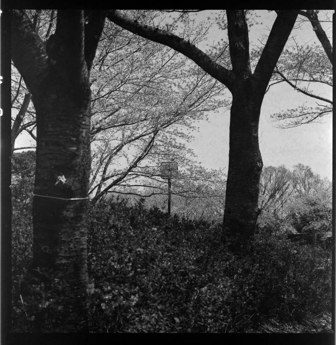 木々、空、水辺、街の遠景などを写した風景写真