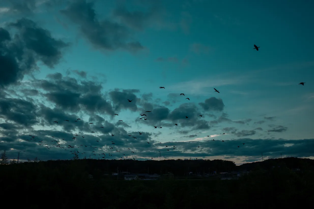 木々、空、水辺、街の遠景などを写した風景写真
